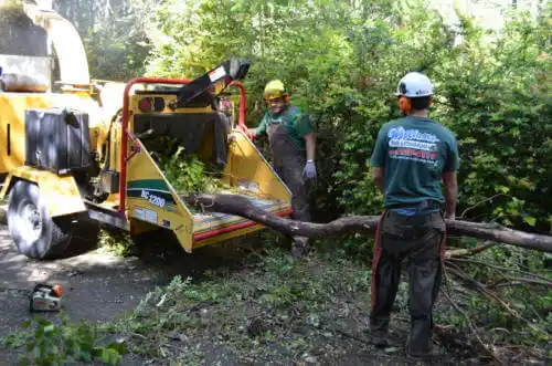 tree services Albia